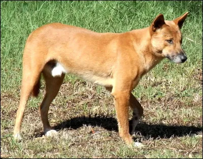 Monde : Quel nom porte ce chien sauvage que l'on trouve en Australie ?