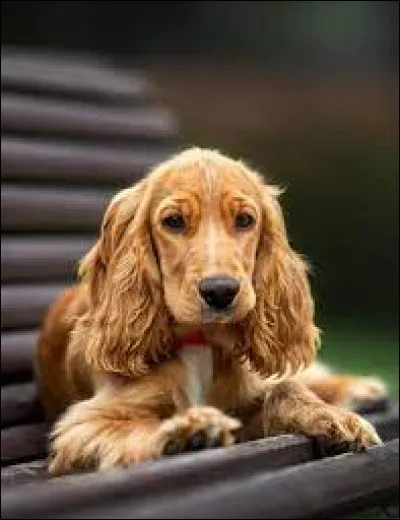 Culture : Quel film n'a pas de chien pour héros principal ?