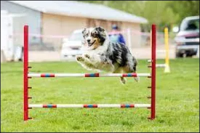 Sport : Comment s'appelle ce sport ?