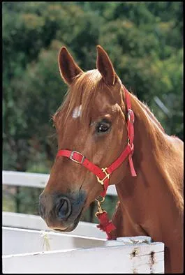 A qui appartient ce cheval ?