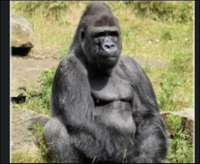 Quel est le nom de cet animal ?