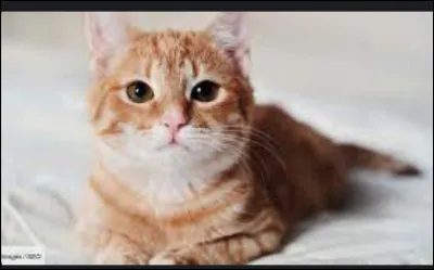 Quel est le nom de cet animal ?