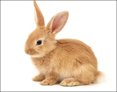 Quel est le nom de cet animal ?