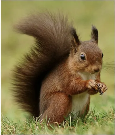 Quel est le nom de cet animal ?