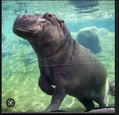 Quel est le nom de cet animal ?