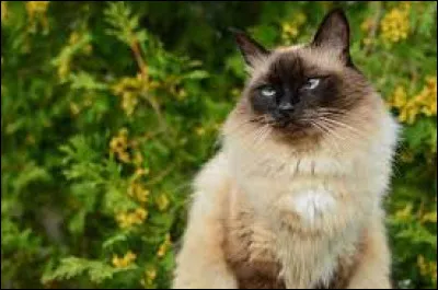 Caractéristique : combien de muscles possède l'oreille du chat ?