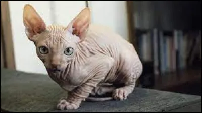 Espèce : comment s'appelle cette race de chat sans poils ?