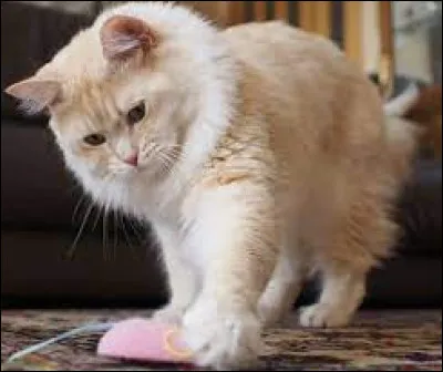 Caractéristique : à quelle vitesse peut courir un chat ?