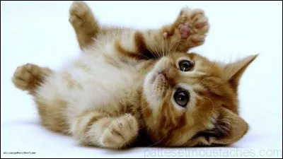 Anecdote : laquelle de ces affirmations concernant les chats est inexacte ?