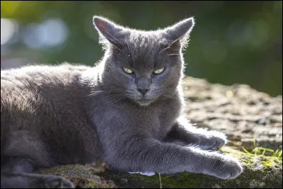 Caractéristique : combien de temps de sa vie le chat passe-t-il à dormir ?