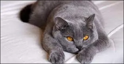 Histoire : quel roi français a fait massacrer plus de 30 000 chats car il en avait la phobie ?