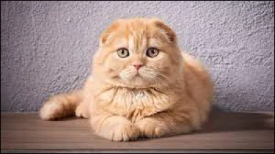 Caractéristique : quel comportement le chat n'adopte-t-il qu'avec les humains ?