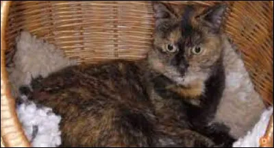 Record : quel âge a atteint Creme Puff, considéré comme le chat qui a vécu le plus longtemps au monde ?