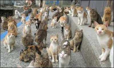 Géographie : dans quel pays se trouve l'île aux chats qui avoisinerait les 400 félins pour une population d’à peine 100 personnes ?