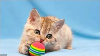 Caractéristique : qu'est-ce qu'un chat anoure ?