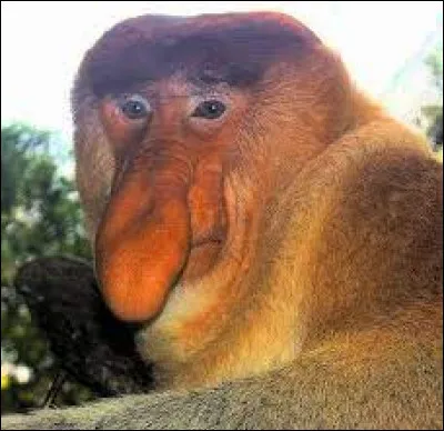Espèce : Quel est le nom de ce singe ?