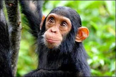 Culture : Quel pays a pour emblème le chimpanzé ?
