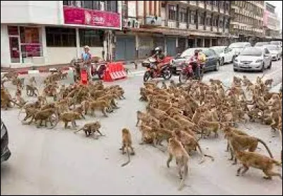 Géographie : Quel pays (et principalement la ville de Lopburi) est envahi par les macaques ?