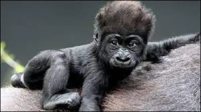 Art : Qui chante la chanson "Gare aux gorilles" ?