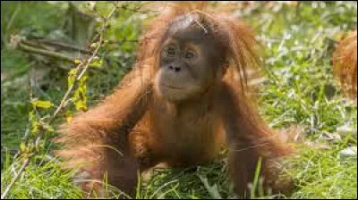 Espèce : Quelle espèce de singe est surnommée "Le hippie de la forêt" ?