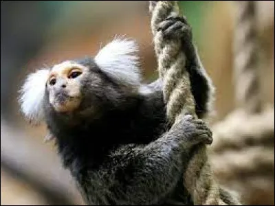 Culture : Lequel de ces personnages de fiction n'est pas un singe ?