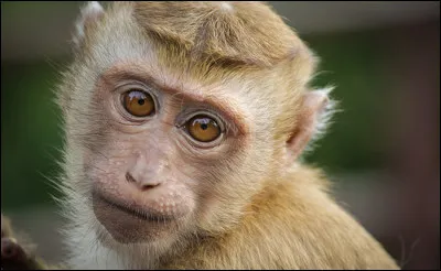 Espèce : Quelle race de singe est génétiquement la plus proche de l'Homme ?