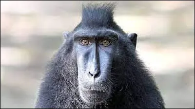 Géographie : Dans lequel de ces pays ne trouve-t-on pas de singe à l'état naturel ?