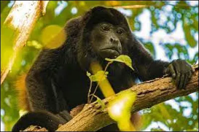 Caractéristique : Quelle information sur le singe hurleur est exacte ?