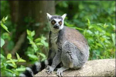 Caractéristique : Qu'est-ce que la brachiation ?