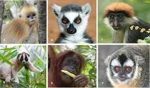 Quiz Singes