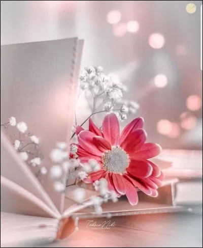 Nous ne quittons pas James Hadley Chase : dans un autre roman, où ordonne-t-il de la coucher ?