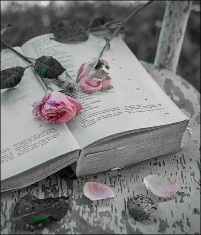 Chez Umberto Eco, de quelle fleur est le célèbre nom, titre de son uvre ?