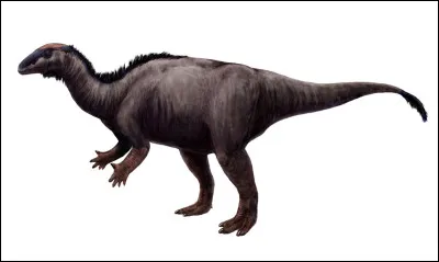 Connais-tu son nom ?