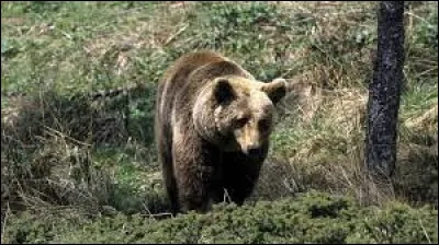 Société : Comment se prénommait la dernière ourse de souche dans les Pyrénées françaises, abattue par un chasseur en 2004 ?