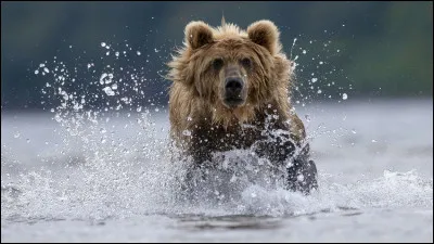Art : Dans quelle ville remet-on des Ours d'or d'honneur pour récompenser une carrière particulièrement brillante dans le cinéma ?