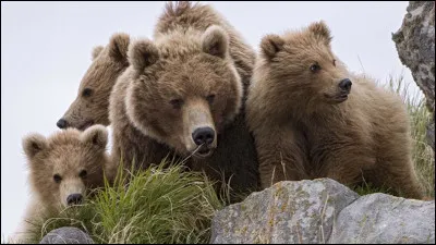 Caractéristique : Quelle est la durée de la gestation d'une ourse ?