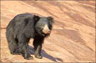 Art : Quel fils de chanteur très connu a pour pseudo "Ours" ?