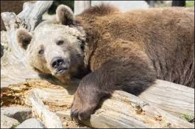 Espèce : Lequel de ces animaux fait partie de la famille des ours ?