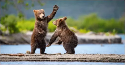 Culture : Lequel de ces personnages de fiction n'est pas un ours ?