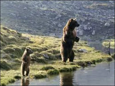 Art : Qui a réalisé le film "L'Ours" ?