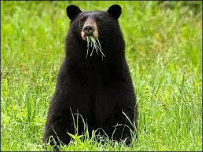 Caractéristique : Quelle est la différence entre le grizzly et l'ours brun ?