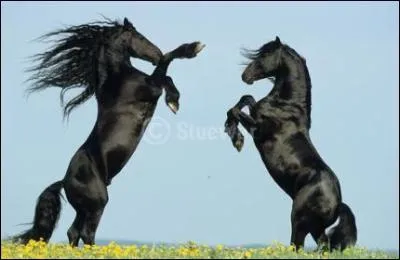 Quelle est cette race ?