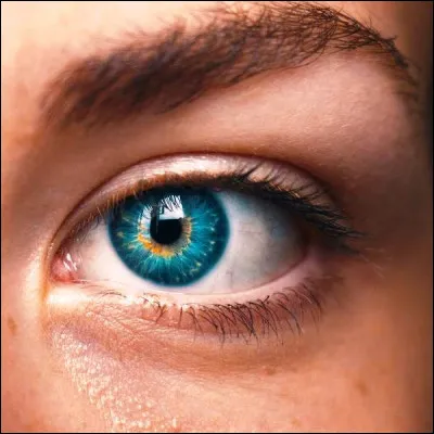 Quelles cellules r&eacute;ceptrices de l��il permettent la vision &agrave; faible luminosit&eacute; ?