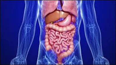 Quel organe a une capacité de régénération ?