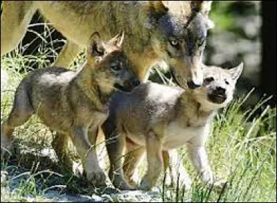 Caractéristique : Quel est le principal prédateur du loup ?