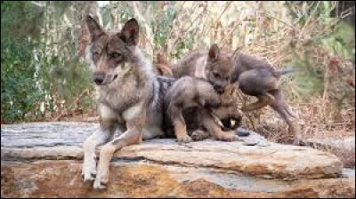 Art : Laquelle n'est pas une fable de La Fontaine ?