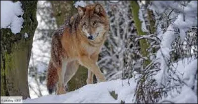 Caractéristique : Combien y a-t-il de loups en France à l'état sauvage ?