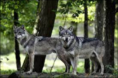 Géographie : Dans lequel de ces pays ne trouve-t-on pas de loups à l'état sauvage ?