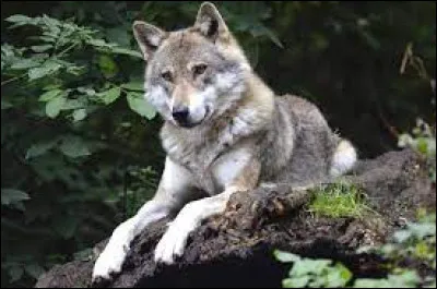 Culture : Lequel de ces personnages fictifs n'est pas un loup ?