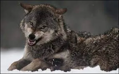 Caractéristique : Comment appelle-t-on le loup chef de meute ?